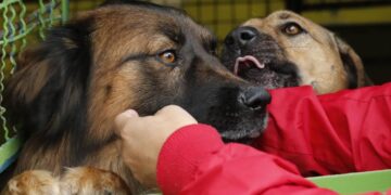 Las multas van de dos hasta seis años de cárcel por abandono de mascotas