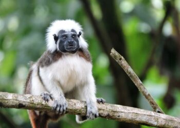 Insertan gen humano en fetos de titíes