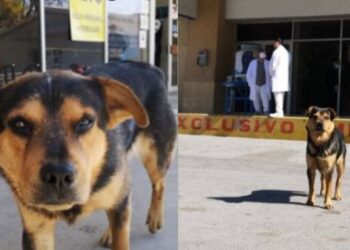 Covito, el perro que esperó a su dueño afuera del hospital será adoptado en EU