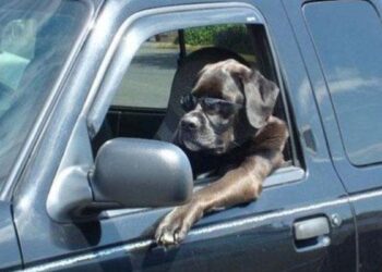 La mujer ebria acusó a su perro de haber manejado su vehículo antes del accidente