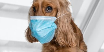 En México hay 3 perros contagiados por Covid-19