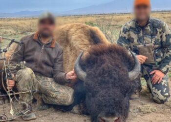 Coahulia presenta denunciapor caza ilegal de bisontes