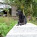 Perrita permanece en la tumba de su dueño desde hace tre