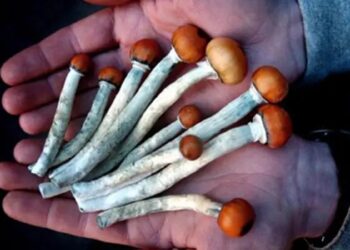 El hombre padece depresión mayor e intentó curar su padecimiento inyectándose té de hongos alucinógenos