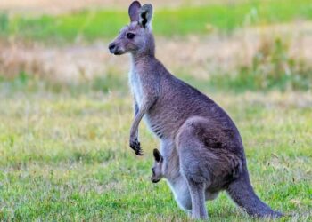 Un tercer canguro logró sobrevivir al ataque de los perros