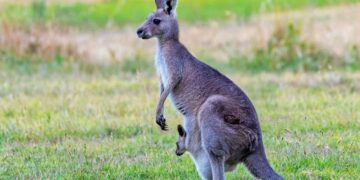 Un tercer canguro logró sobrevivir al ataque de los perros