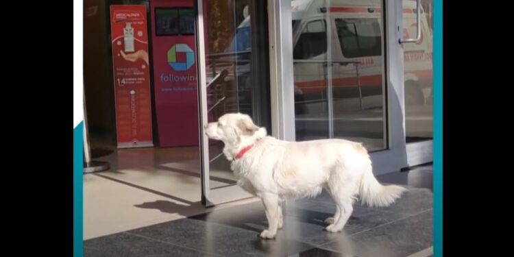 Una perrita pasa una semana en la puerta de un hospital esperando a su dueño